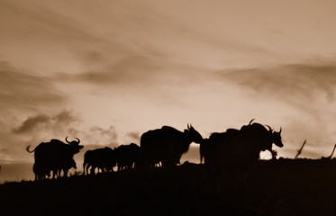 Fototapeta premium gaur-close- up in the nature.