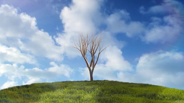 Timelapse of a tree series growing on a green hill with blue sky with white fluffy clouds in the background.