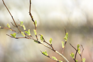 Spring branch with the first leaves