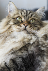 long haired cat of siberian breed, brown tabby