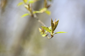 Spring branch with the first leaves