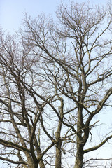 The image of a spring tree