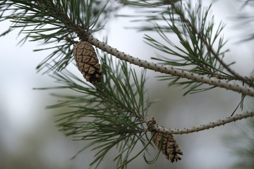 branch of pine