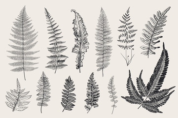 Set Ferns. 12 Leaves. Vintage vector botanical illustration. Black and white - obrazy, fototapety, plakaty