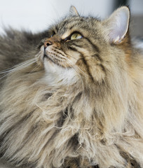 Naklejka na ściany i meble long haired cat of siberian breed, brown tabby