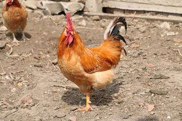 GALLO