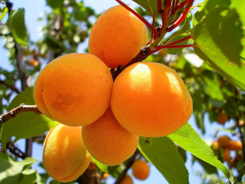 Ripe fruits apricots on a branch lit by the sun