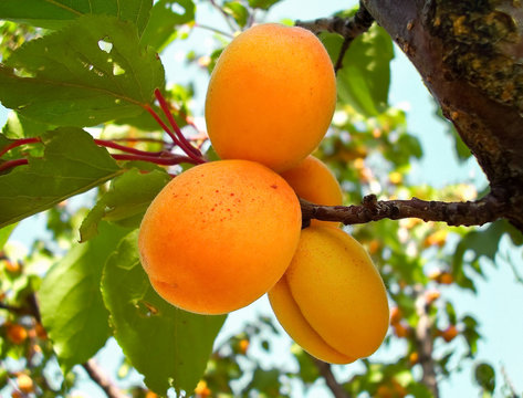 Ripe fruits apricots on a branch lit by the sun