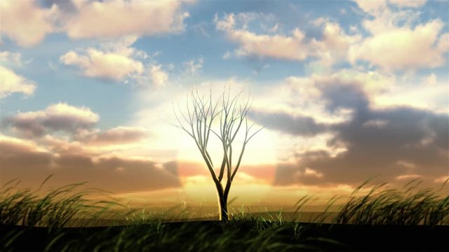 Timelapse of a  growing tree series with dramatic sunset sky in the background.