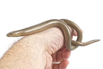 Slow worm (Anguis fragilis) on a white background