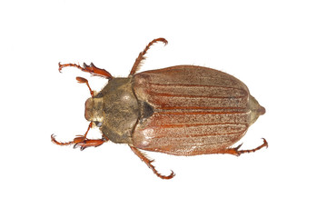Cockchafer or May bug (Melolontha melolontha) on a white background