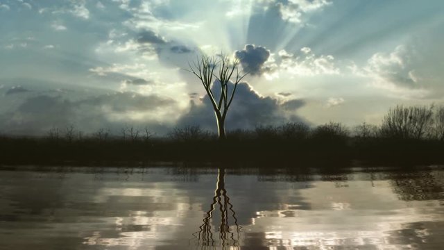 Timelapse of a growing tree series reflecting in a lake. Sunset clouds with god-rays in the back.