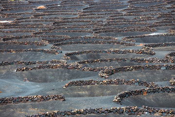 famous vineyards of La Geria on volcanic soil, Lanzarote Island, Spain