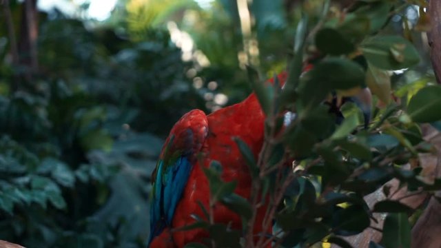 Closeup of a beautiful red exotic parrot