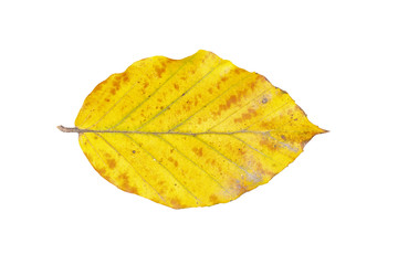 Beech leaf on a white background