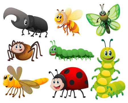 Different kinds of small insects