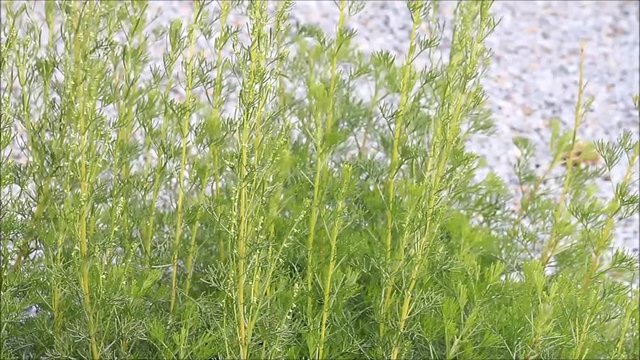 Eberraute,  atemisia abrotanum, heilpflanze, colastrauch

