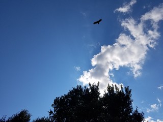 hawk