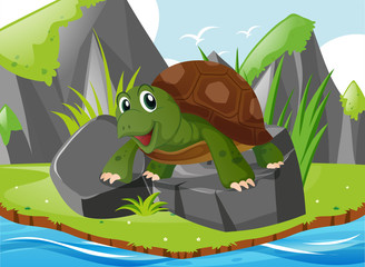 Cute turtle standing on rocks