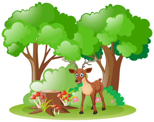 Little fawn in the forest