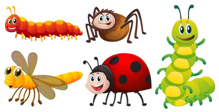 Different types of bugs on white background
