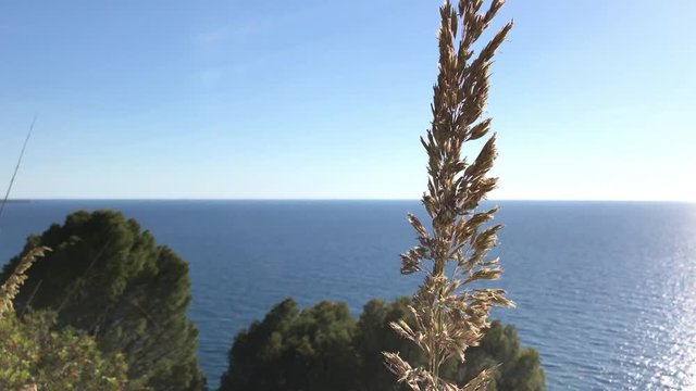 The ampelodesmos in the air, Cilento, 4K