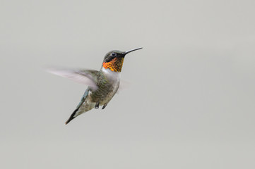 Male Ruby-throated Hummingbird in Flight on plain background