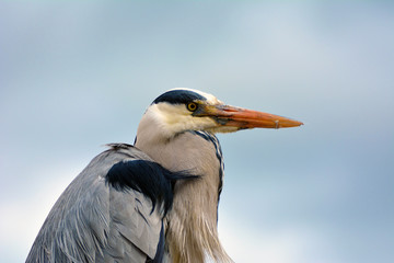 Obraz premium Grey Heron in the city