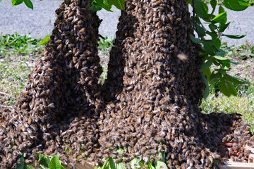 Honey bee swarm on branch near ground