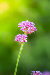 The background image of the colorful flowers