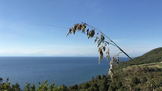 The ampelodesmos suspended in the air with sea in the background, Cilento coast, 4K