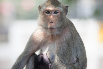 可愛いサル