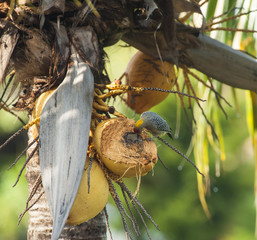 Woodpecker Eating Coconut