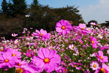 昭和記念公園のコスモス