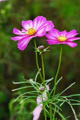 Obraz premium 昭和記念公園のコスモス