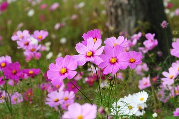 Fototapeta premium Cosmos Cosmos of Showa Memorial Park