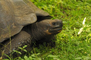 Obraz premium Galapagos Giant Tortoise
