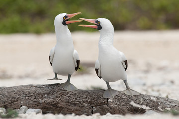 Nazca Boobies