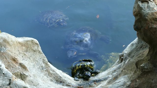 Turtle with open back trying to get out of the water over the rocks