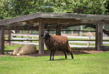 Black sheep on a farm.