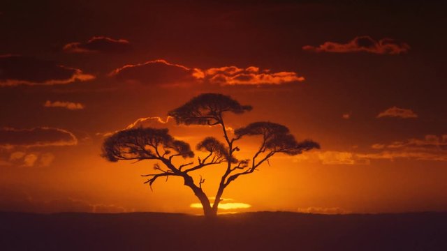 African sunrise timelapse. Acacia tree in the foreground. 