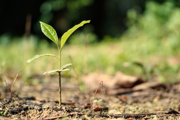 Growth