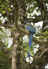 
Blue bird