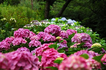 Obraz premium 多摩川台公園のアジサイ