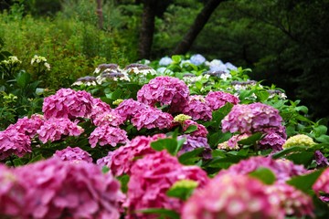 多摩川台公園のアジサイ