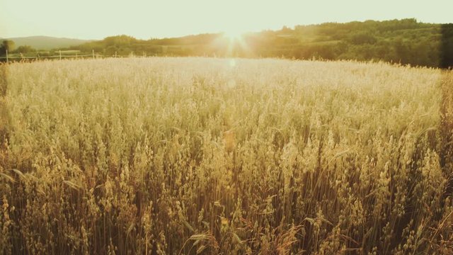 Cereal field in the sunset. Summer in Poland.