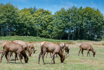 Naklejka na ściany i meble pack of elk relaxing and eating in the sun
