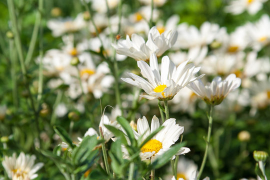 A field of white daisies