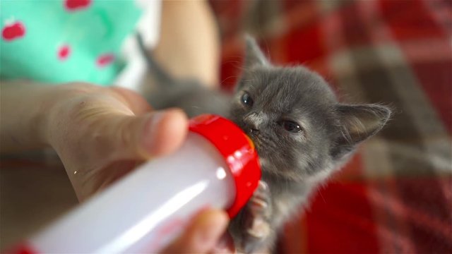 Котенок которого кормят с рук