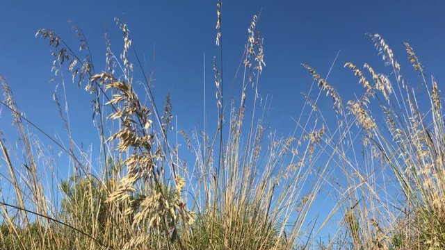 Mediterranean plants, Cilento, Italy, 4K